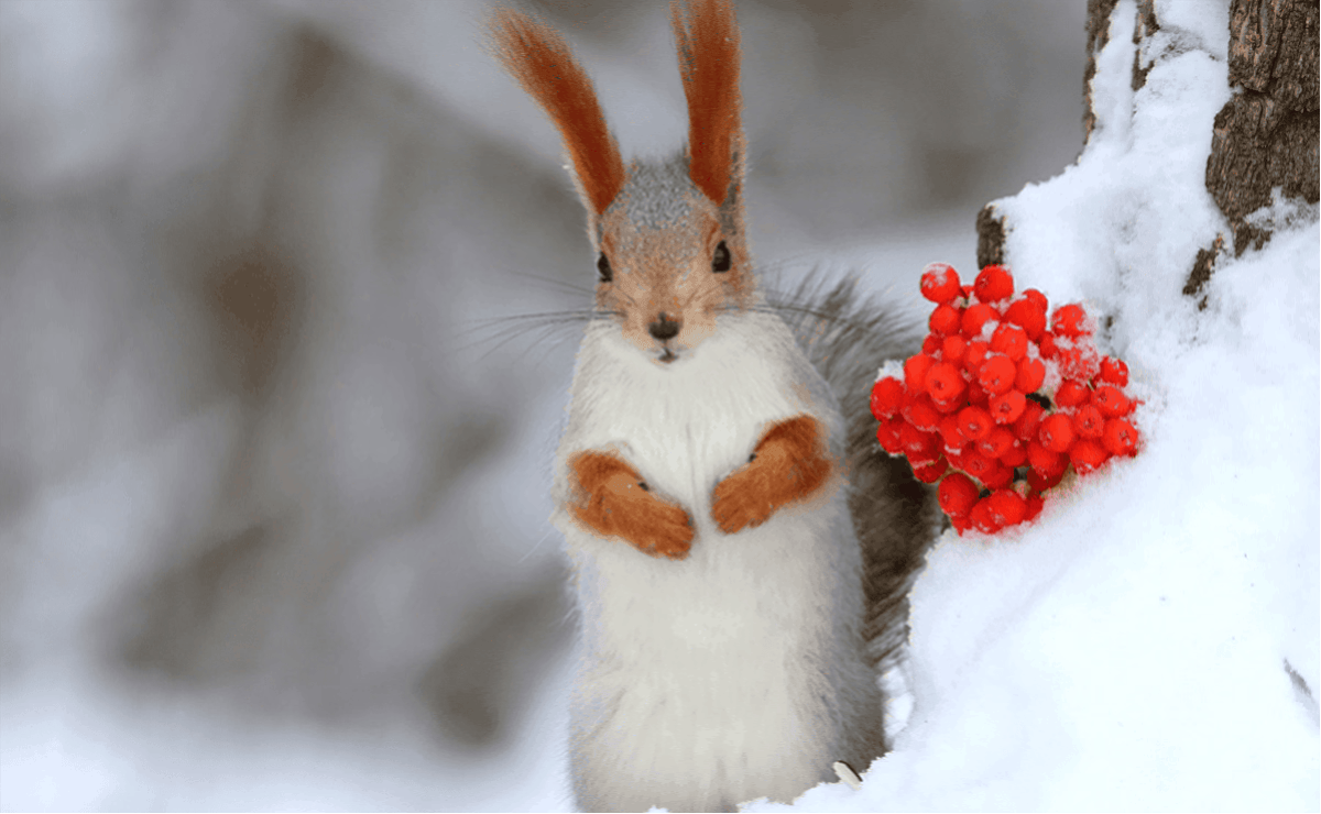 荷蘭鬱金香花季全攻略|庫肯霍夫花園賞花時間、麗絲花車大遊行、鬱金香冷知識、常見問題