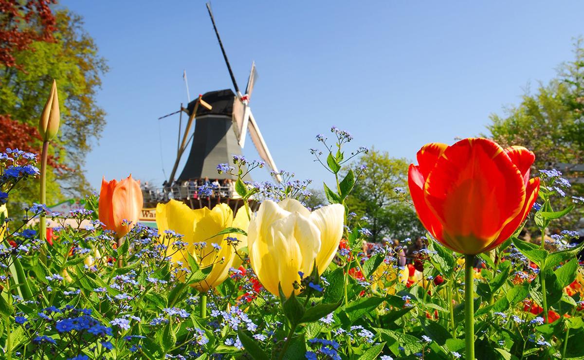 荷蘭鬱金香花季全攻略|庫肯霍夫花園賞花時間、麗絲花車大遊行、鬱金香冷知識、常見問題