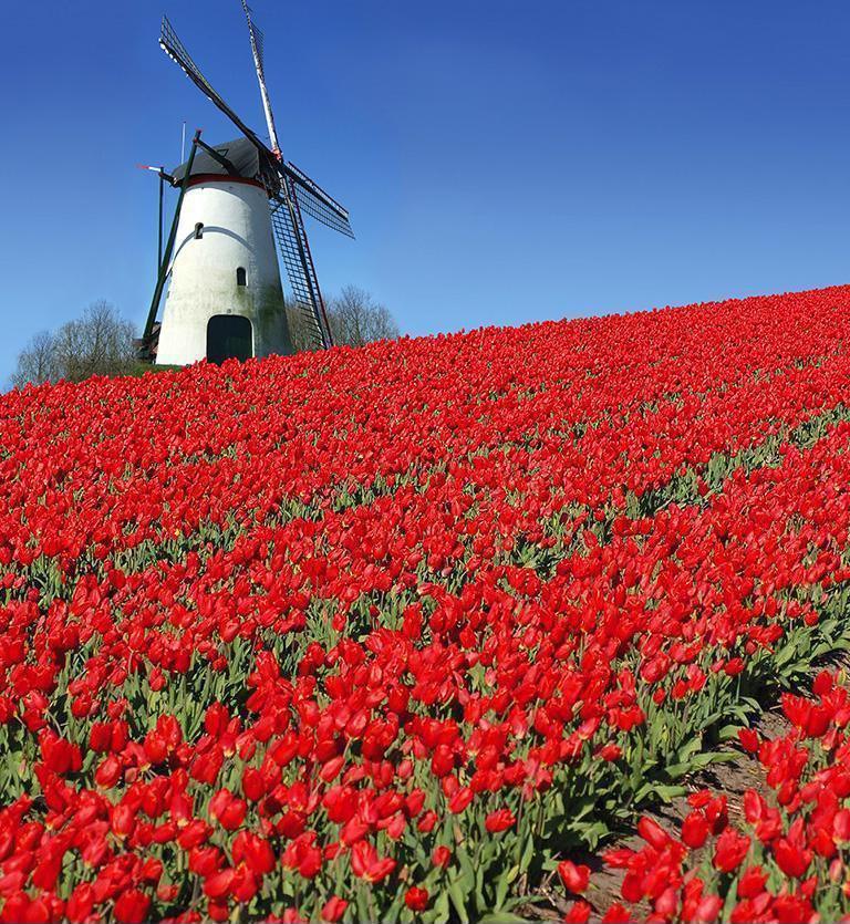 荷蘭‧比利時‧鬱金香 - NEDERLANDS‧BELGIUM