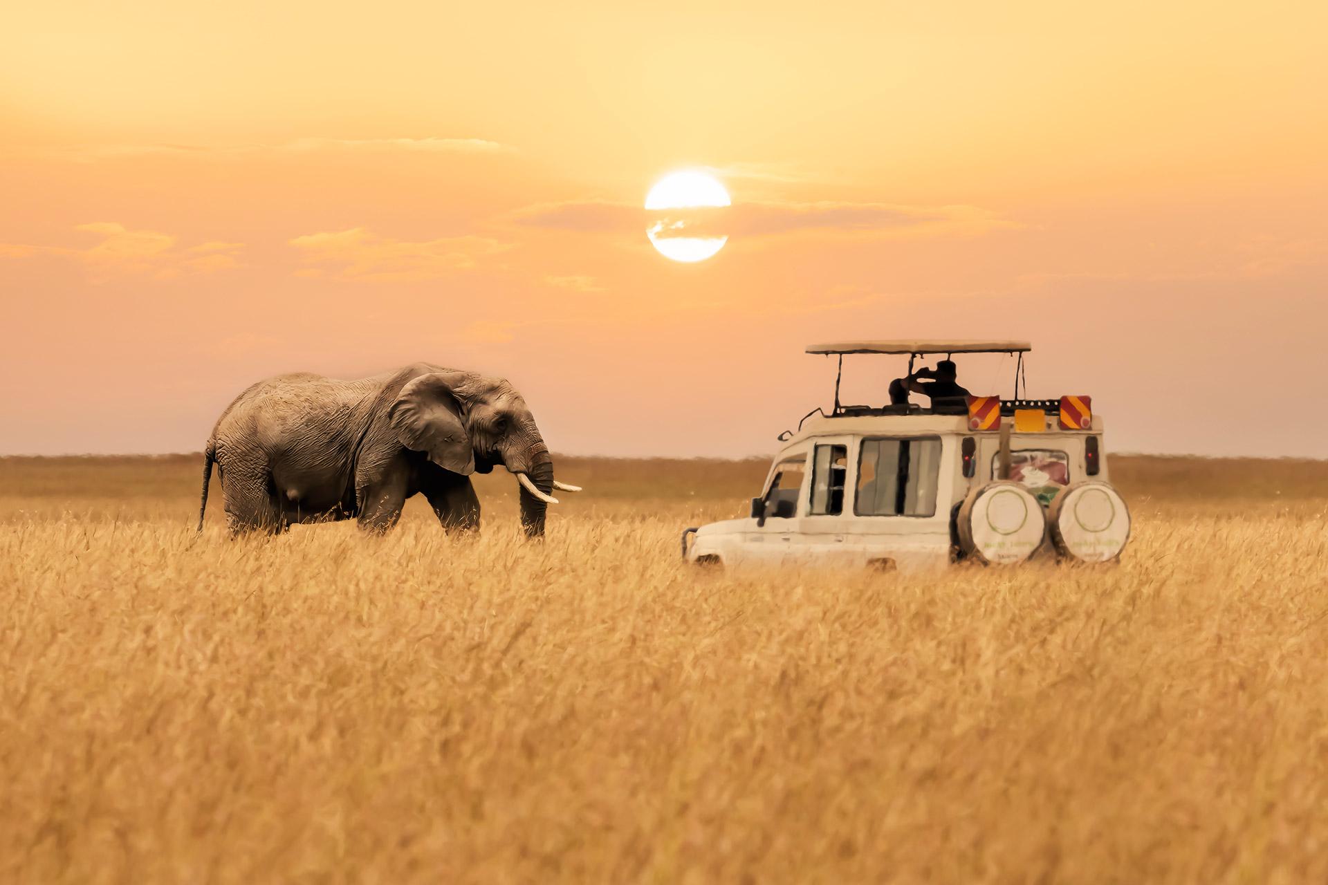 乘車Safari遊獵