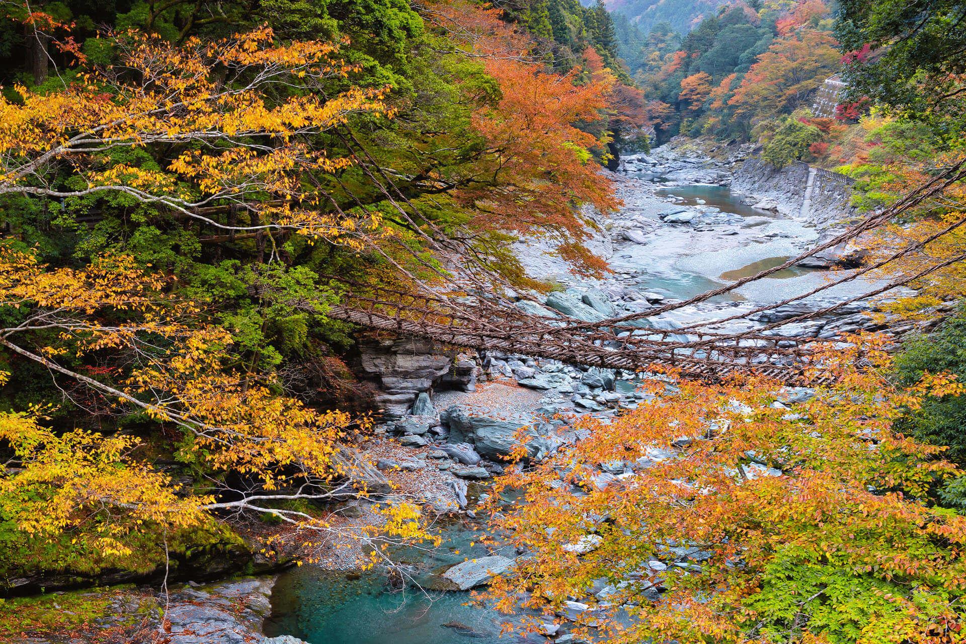 祖谷藤蔓橋