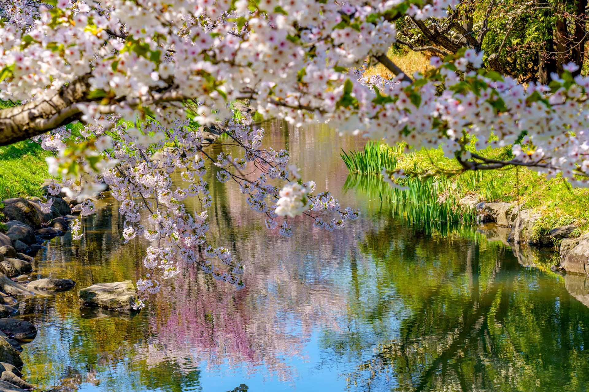 中島公園賞櫻