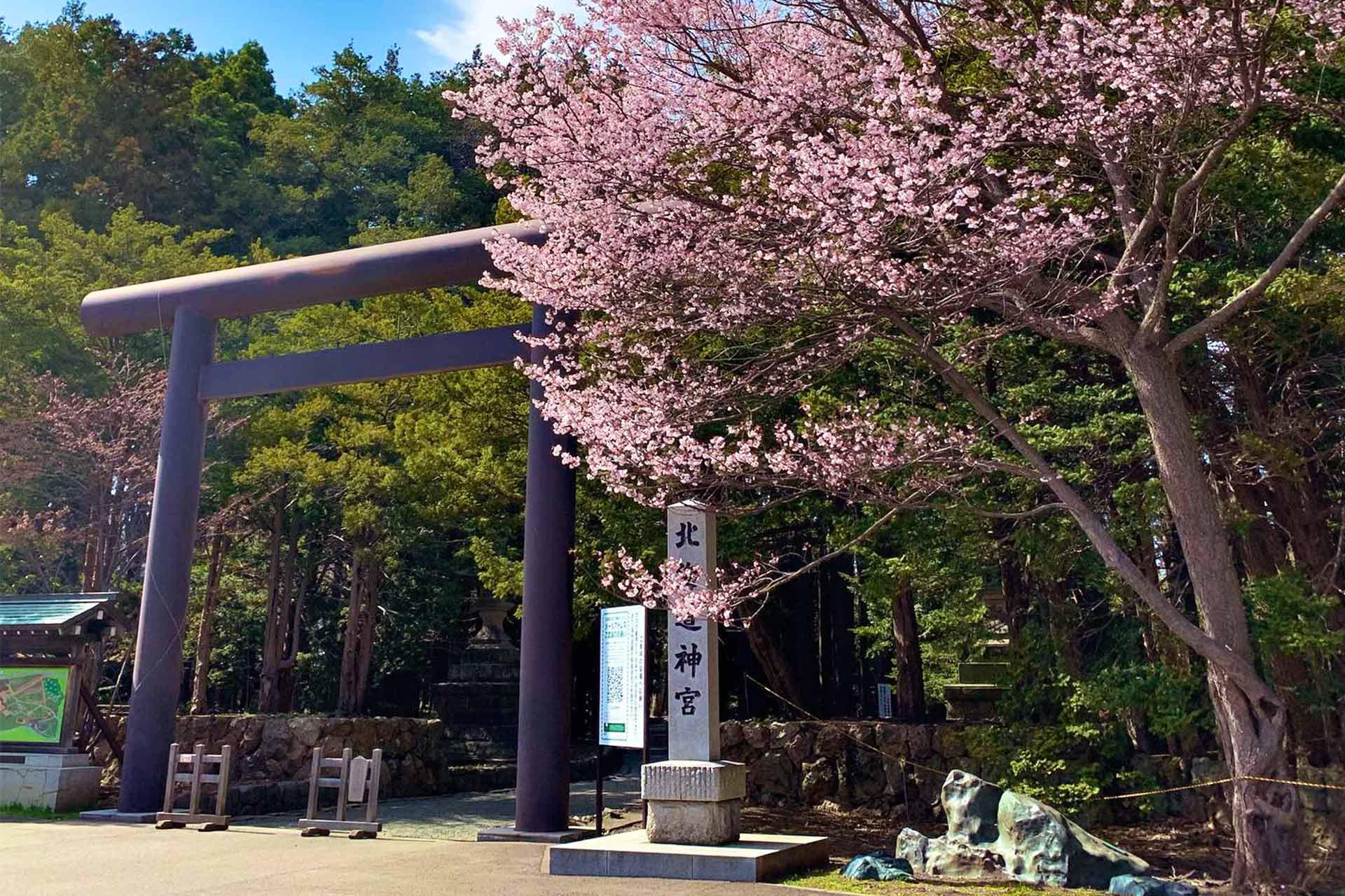 北海道神宮賞櫻