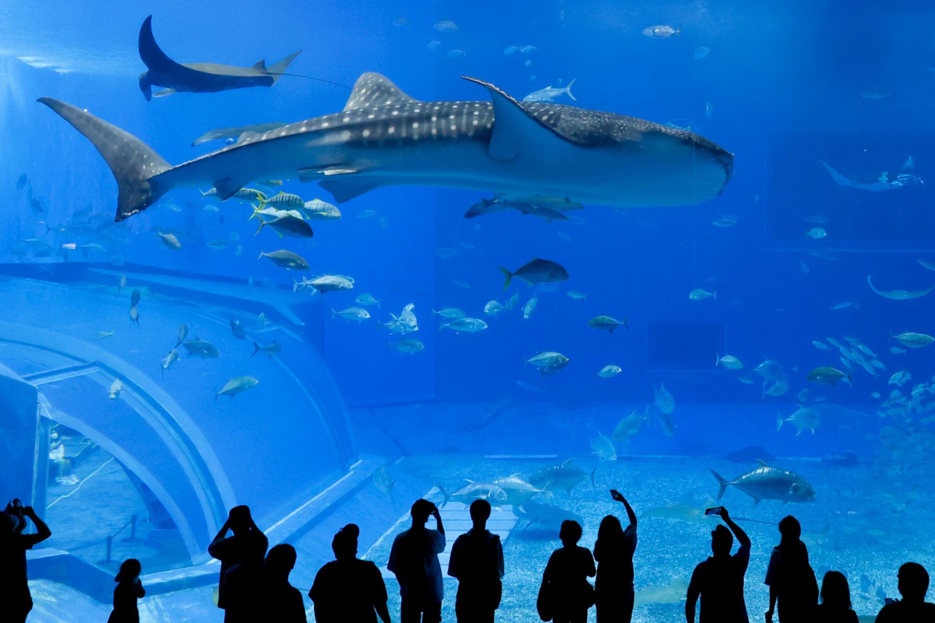 沖繩美麗海水族館