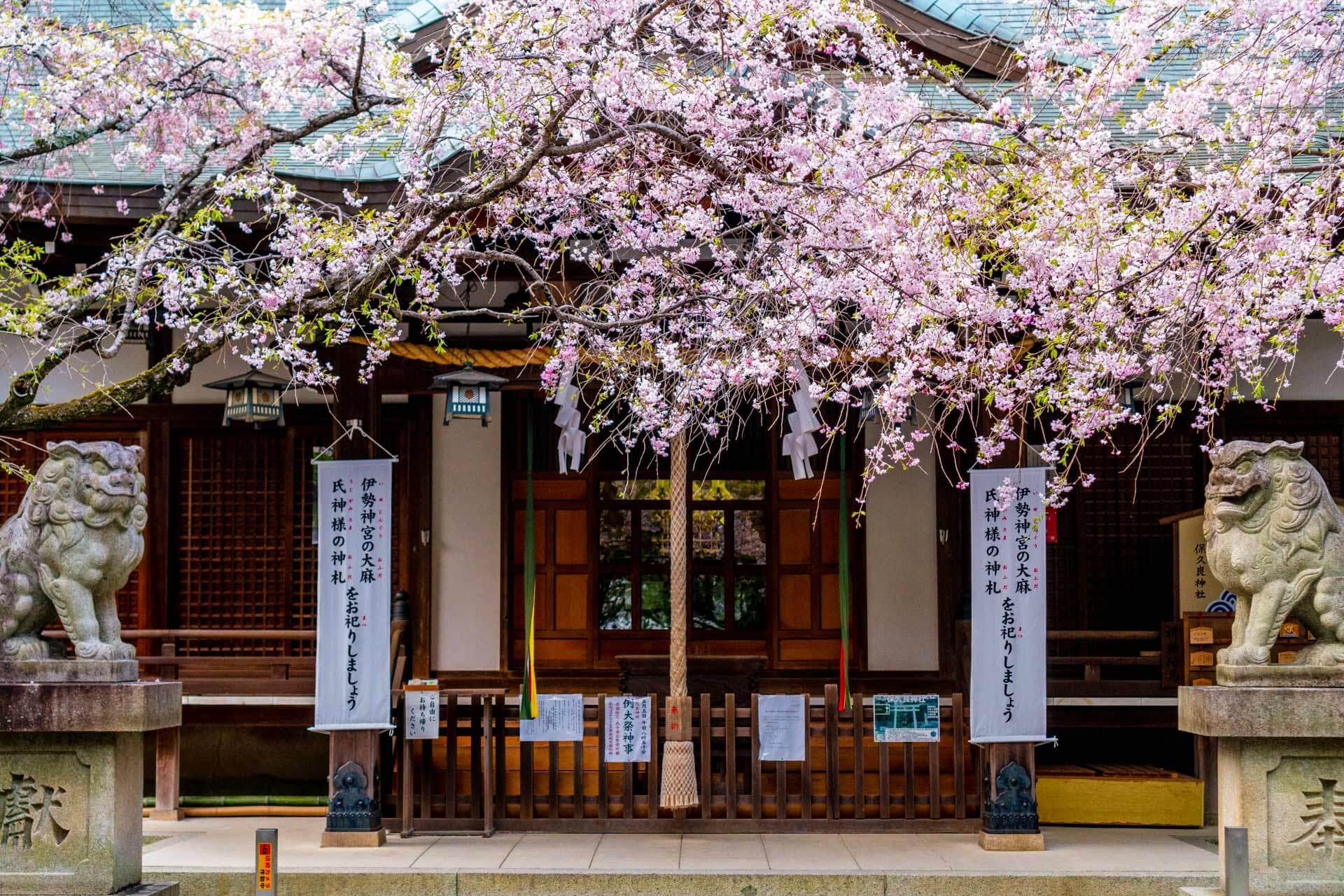 日本神社賞櫻示意圖