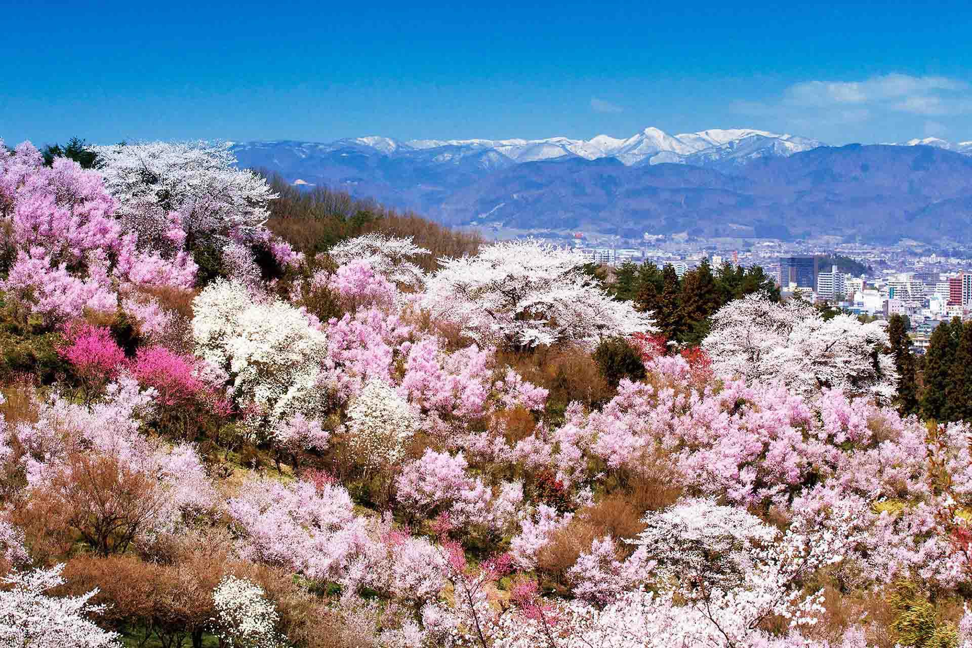 日本東北春季行程景點推薦,花見山公園