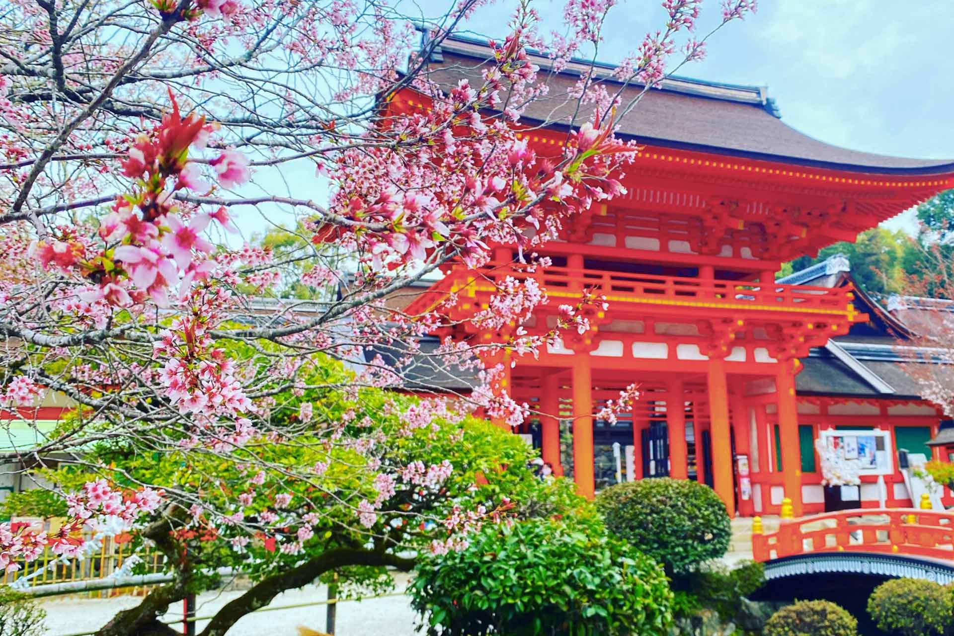 賀茂別雷神社賞櫻