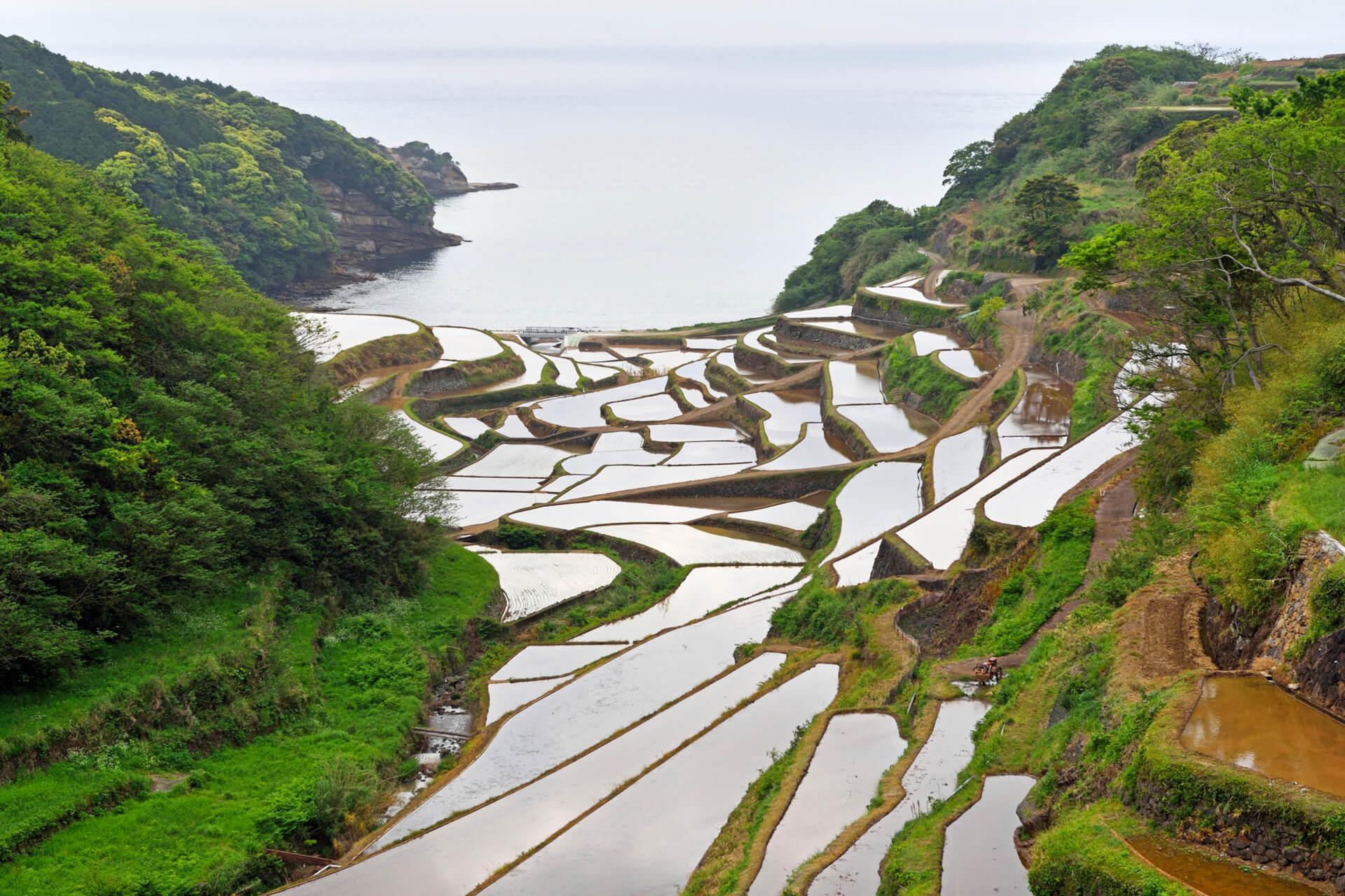 濱野浦梯田
