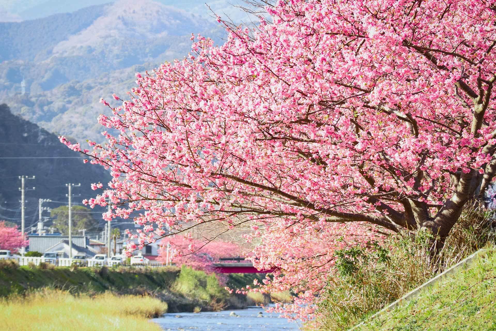 日本河津櫻