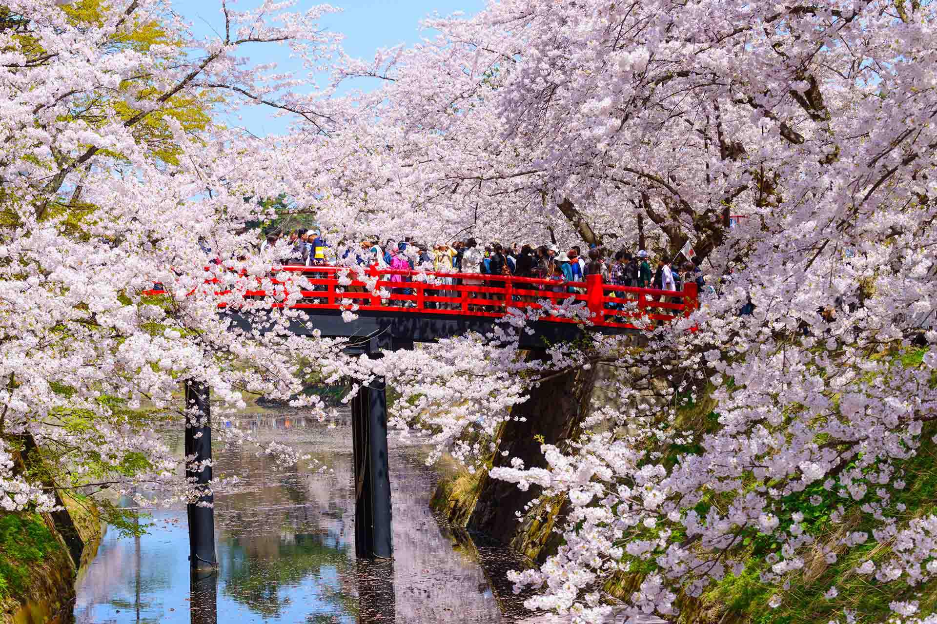日本東北春季示意圖