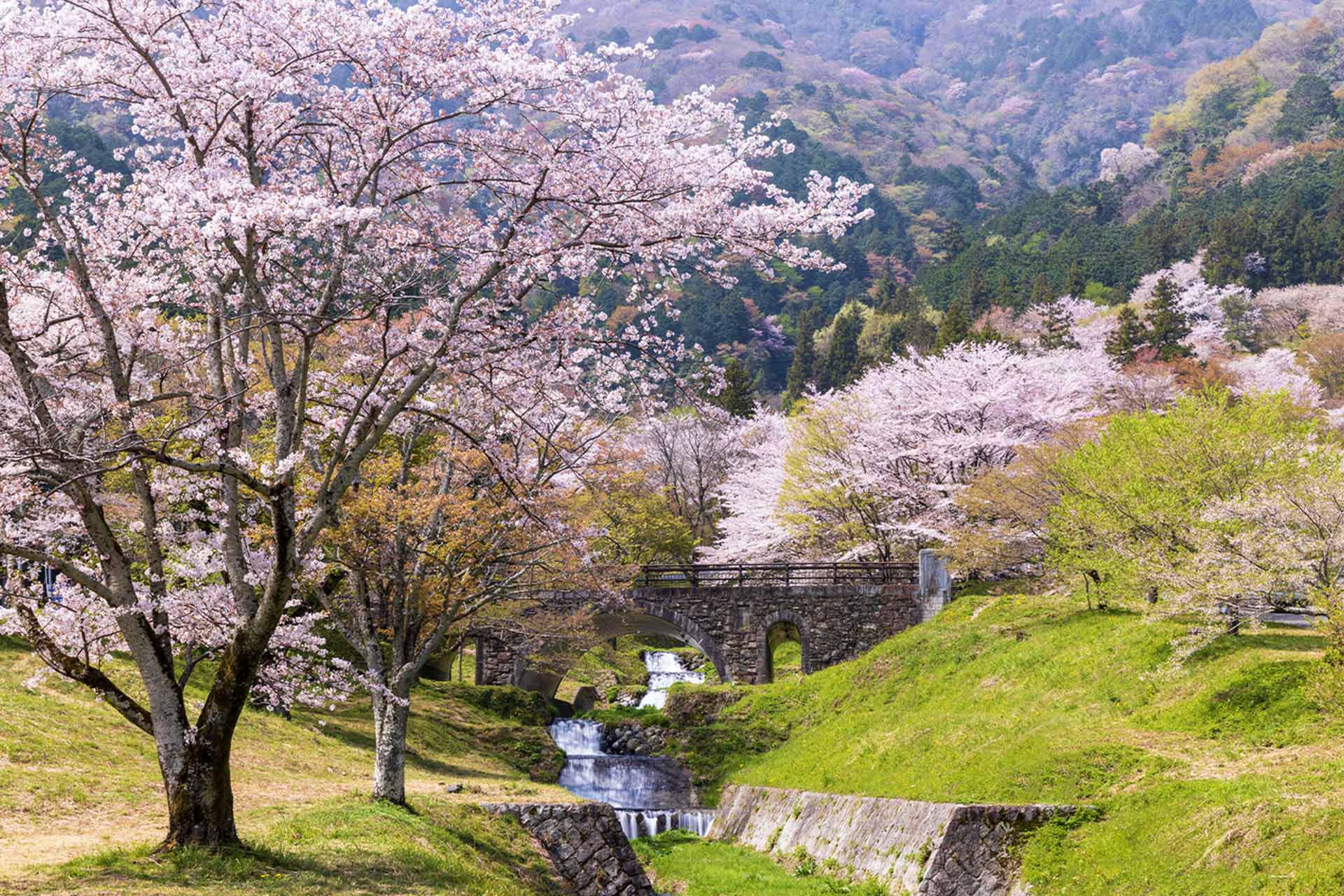 霞間溪公園賞櫻