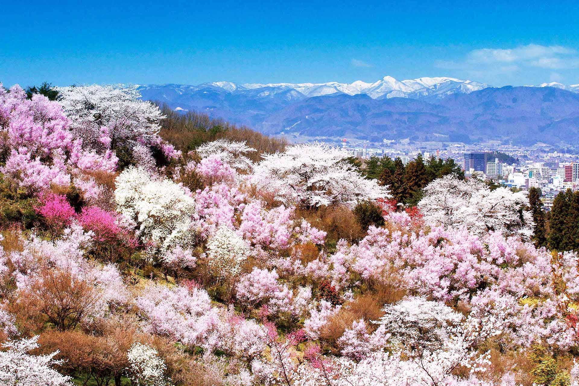 花見山公園賞櫻