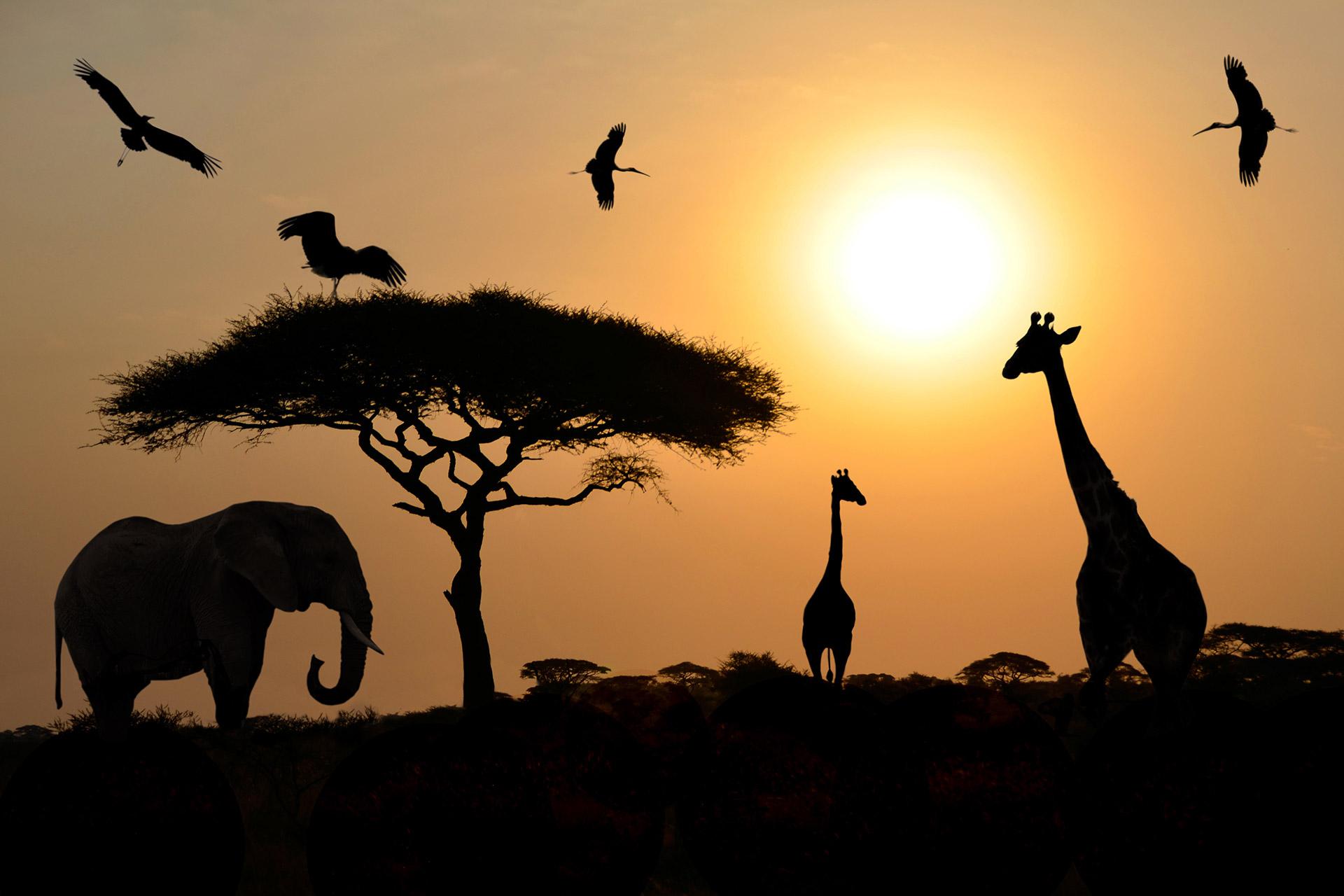 漫步Safari遊獵