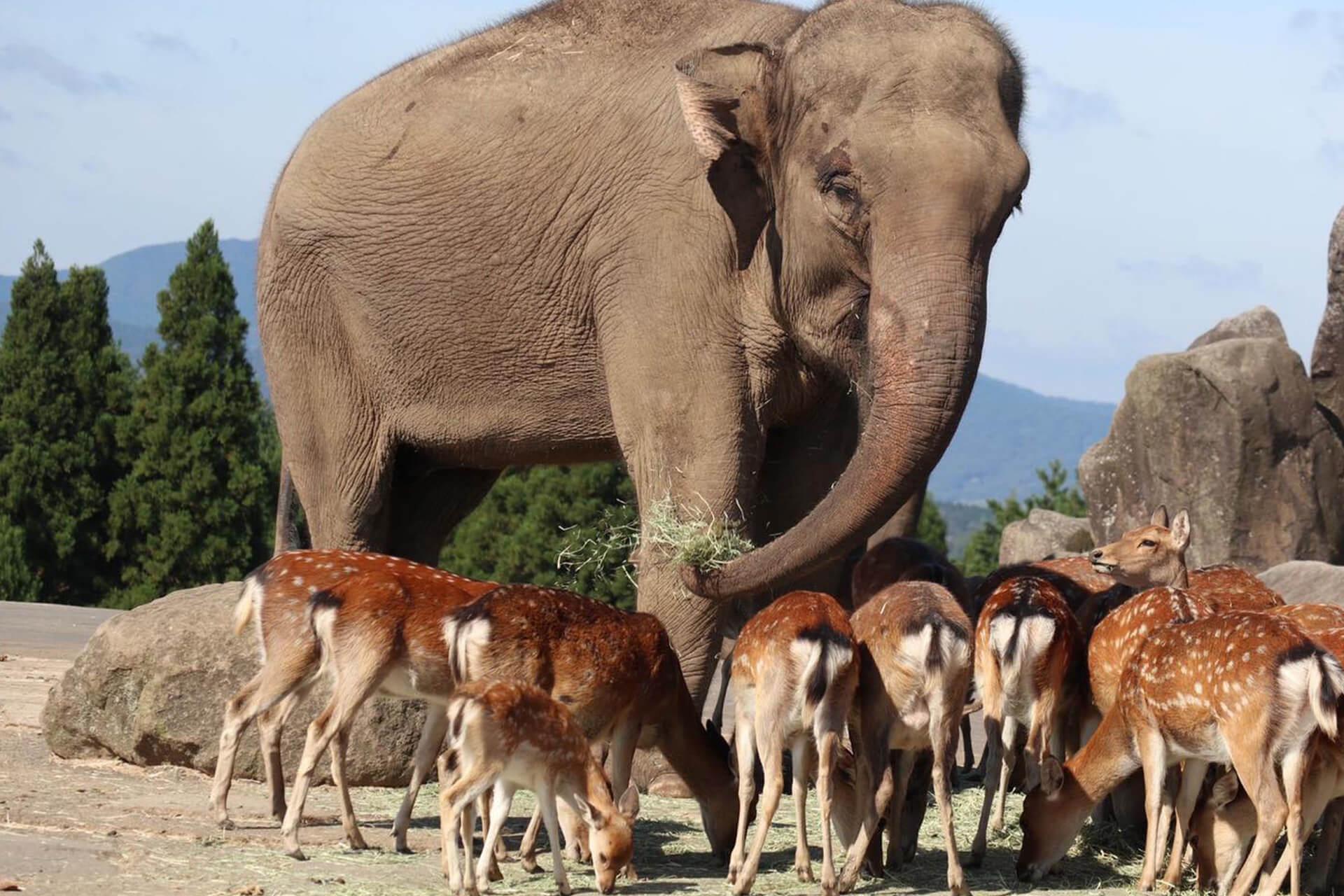 九州自然動物園