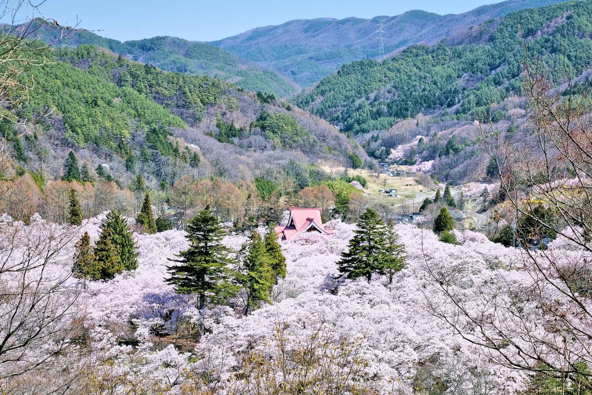 高遠城址公園賞櫻