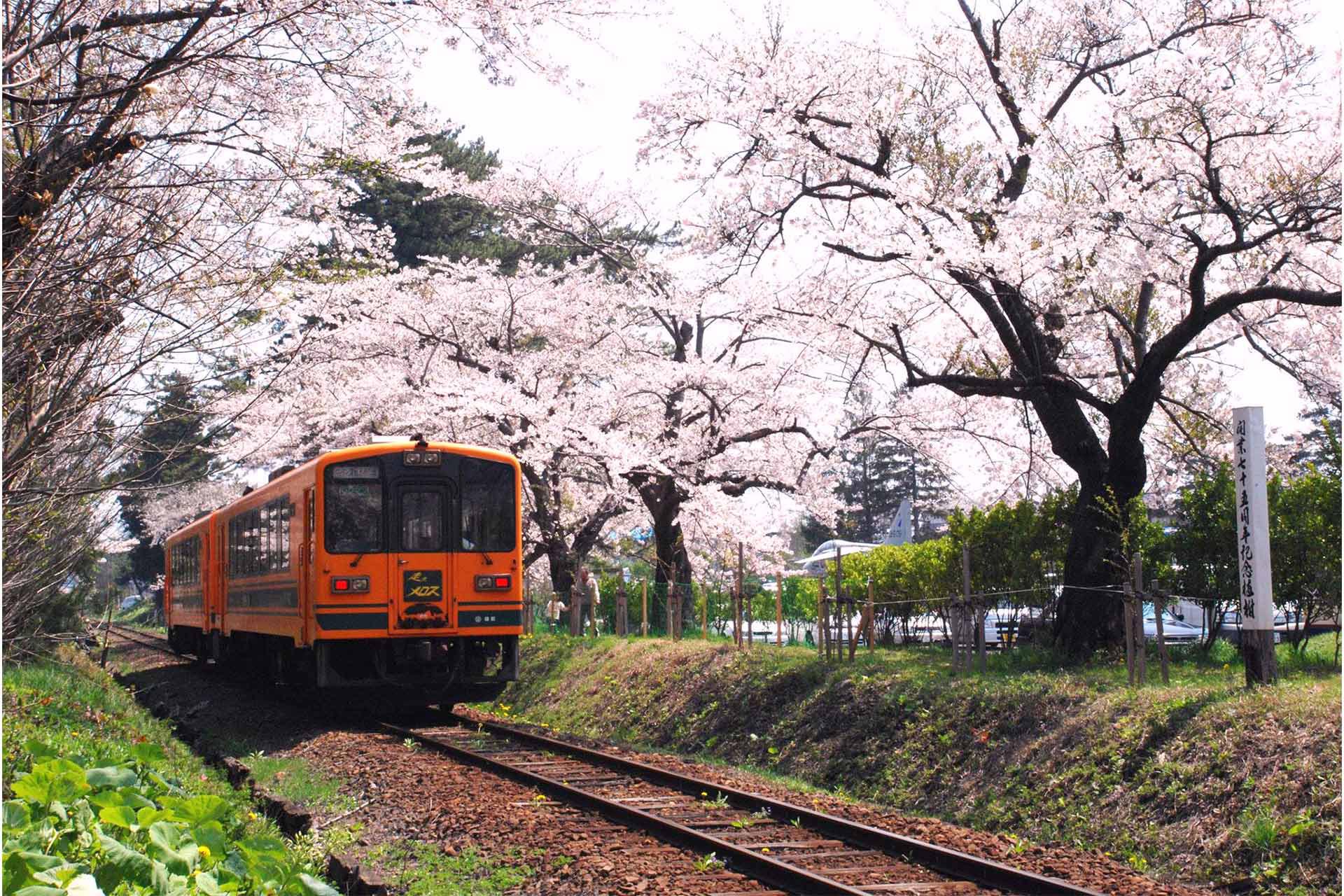 蘆野公園賞櫻