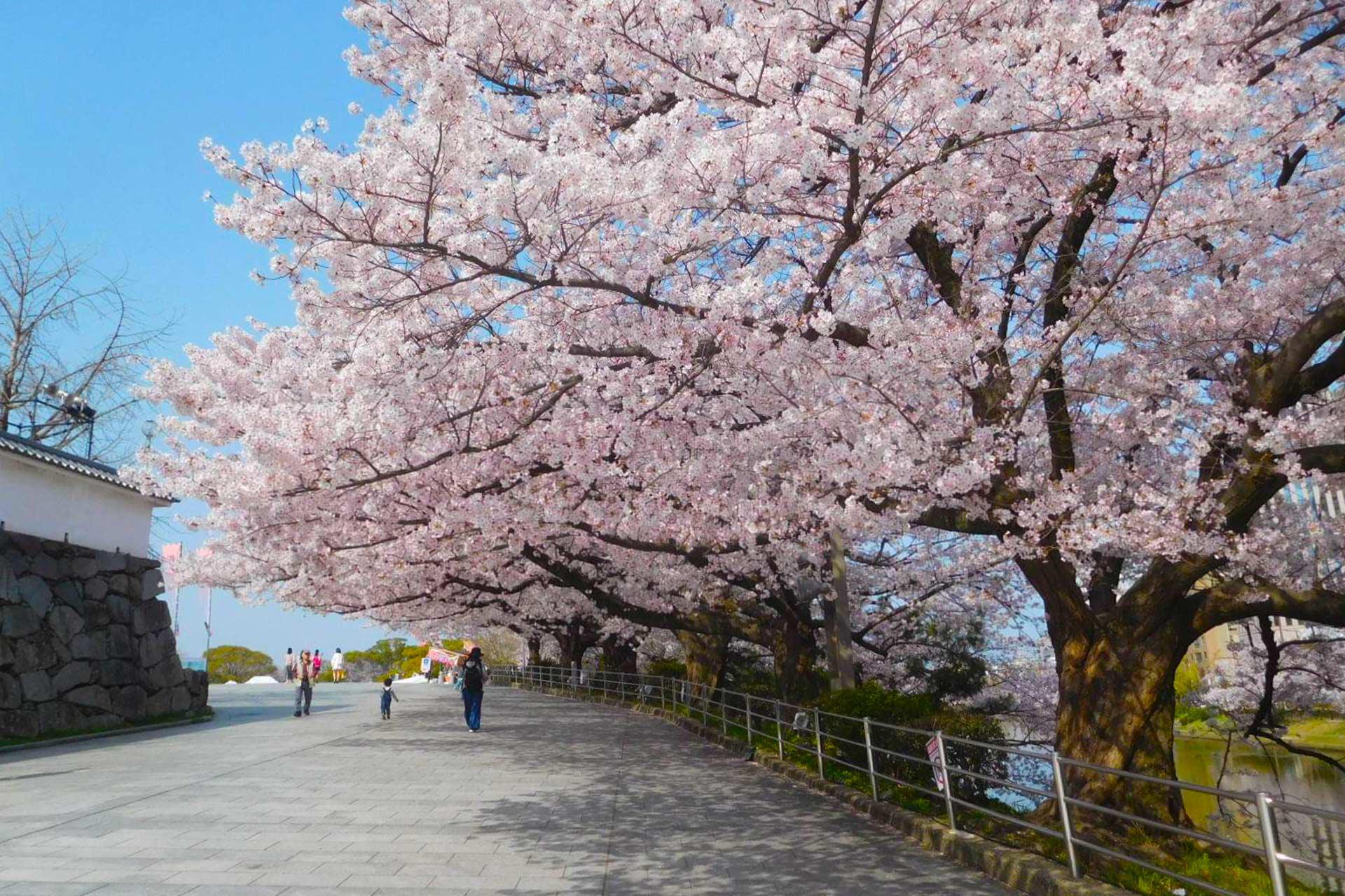 舞鶴公園賞櫻