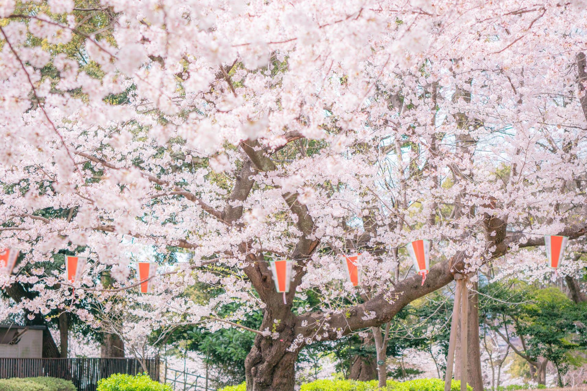 上野恩賜公園賞櫻