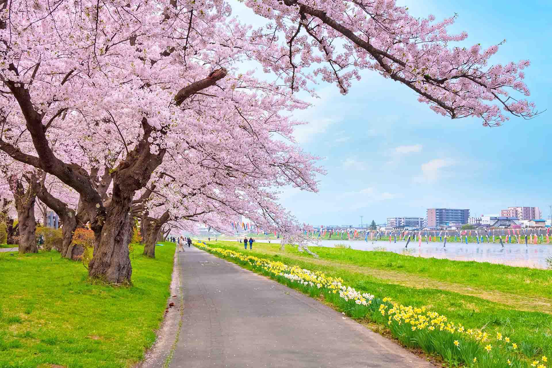 日本東北春季行程景點推薦,北上展勝地
