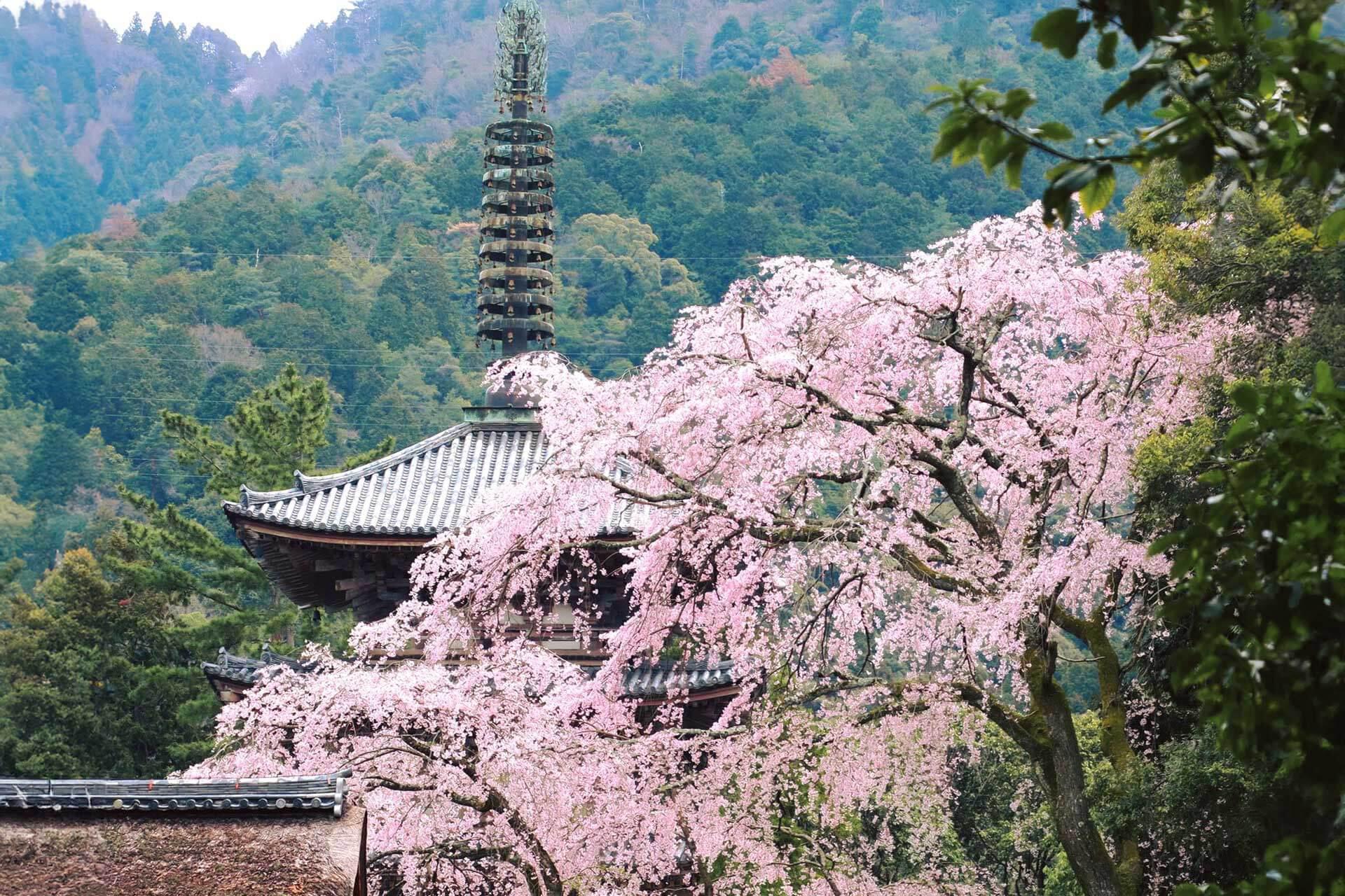 日本枝垂櫻