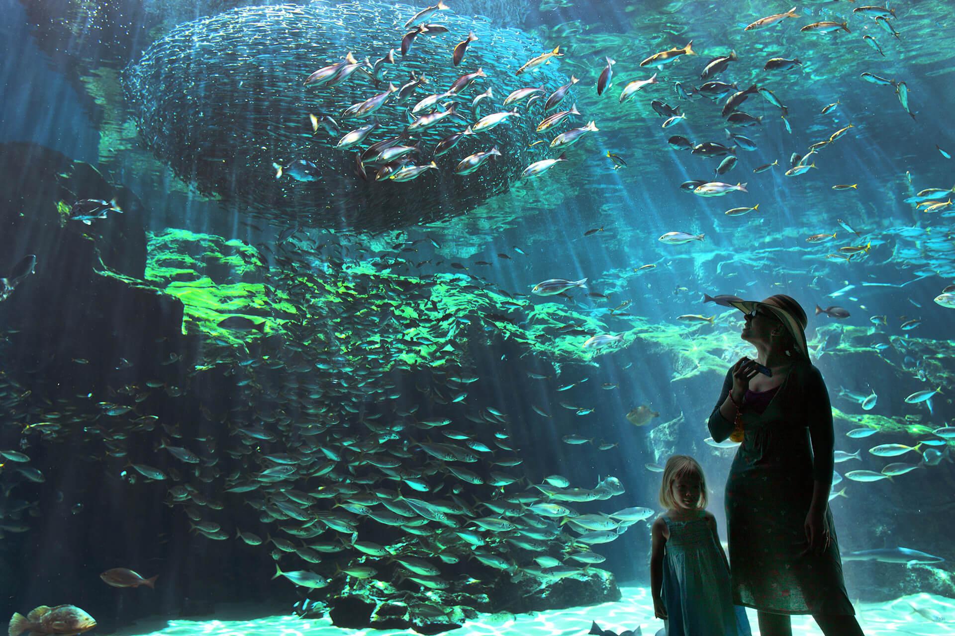 九十九島水族館「海閃閃」