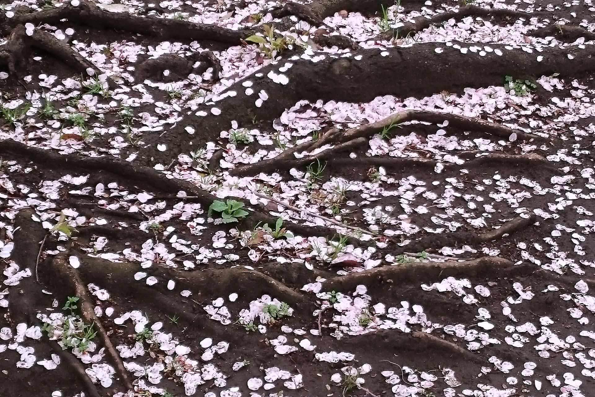 日本櫻花樹根示意圖