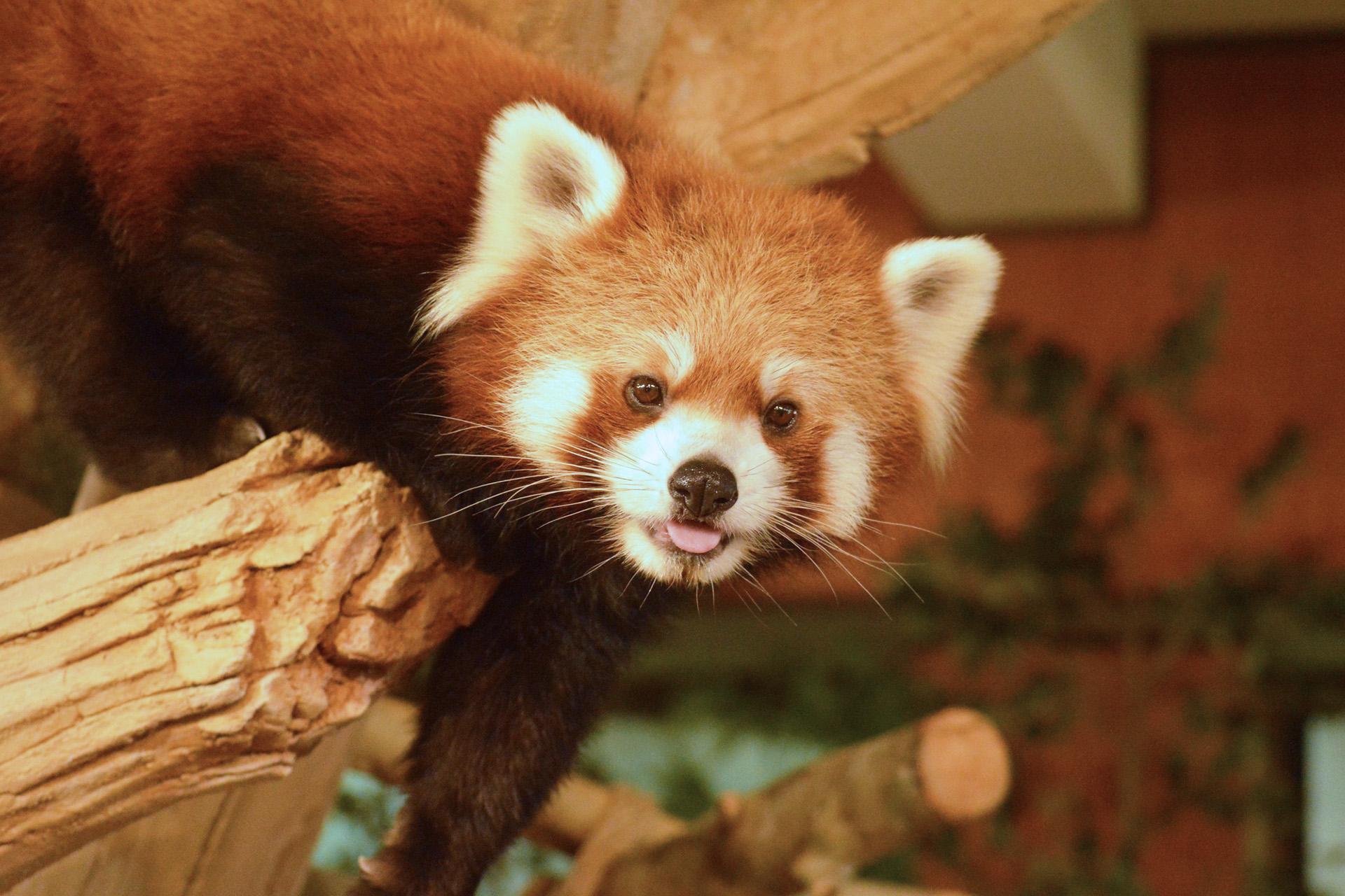 沖繩名護自然動植物園