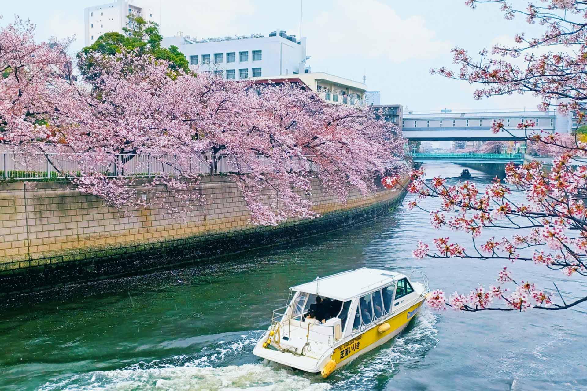 目黑川遊船賞櫻