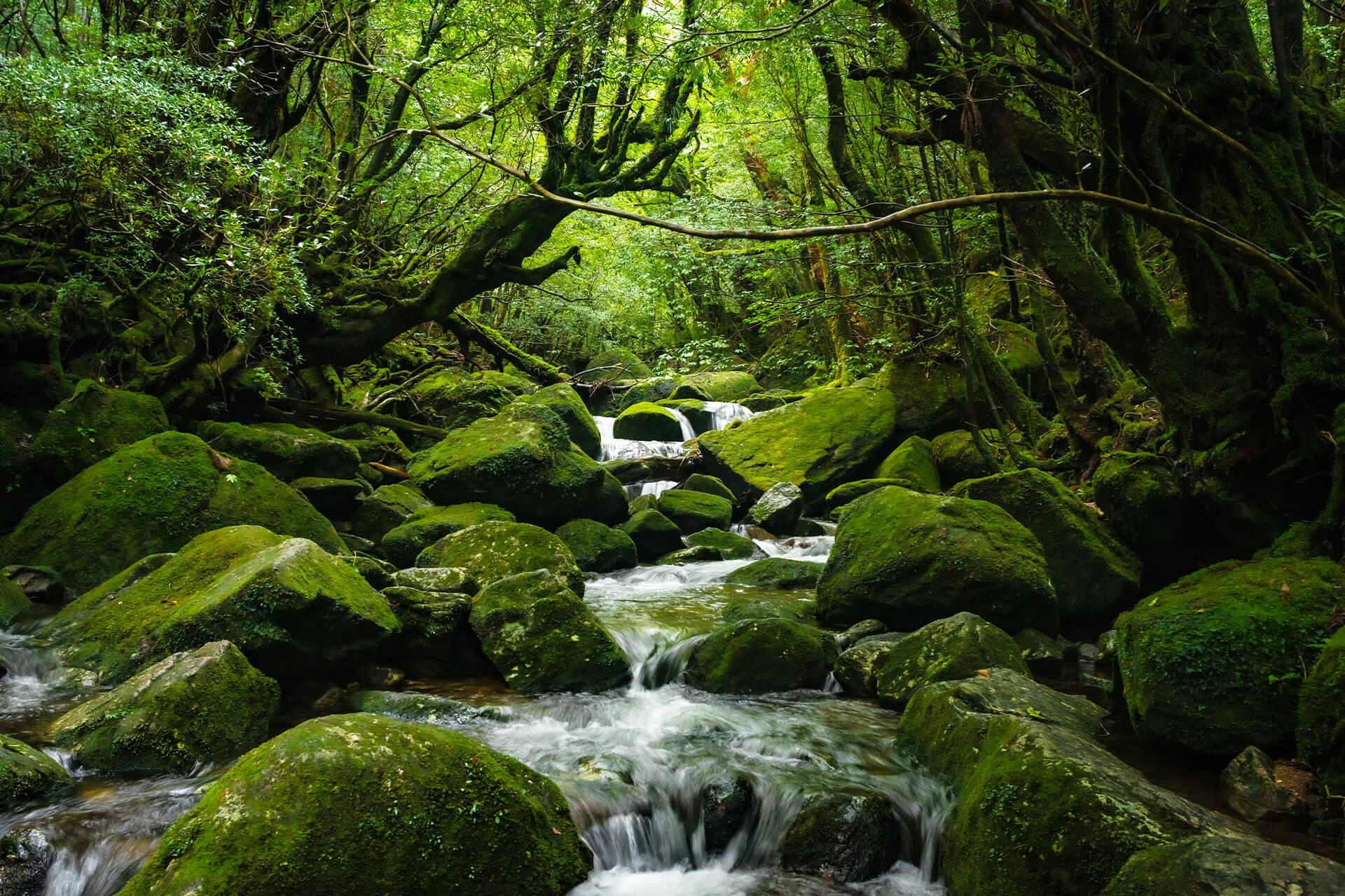 屋久島