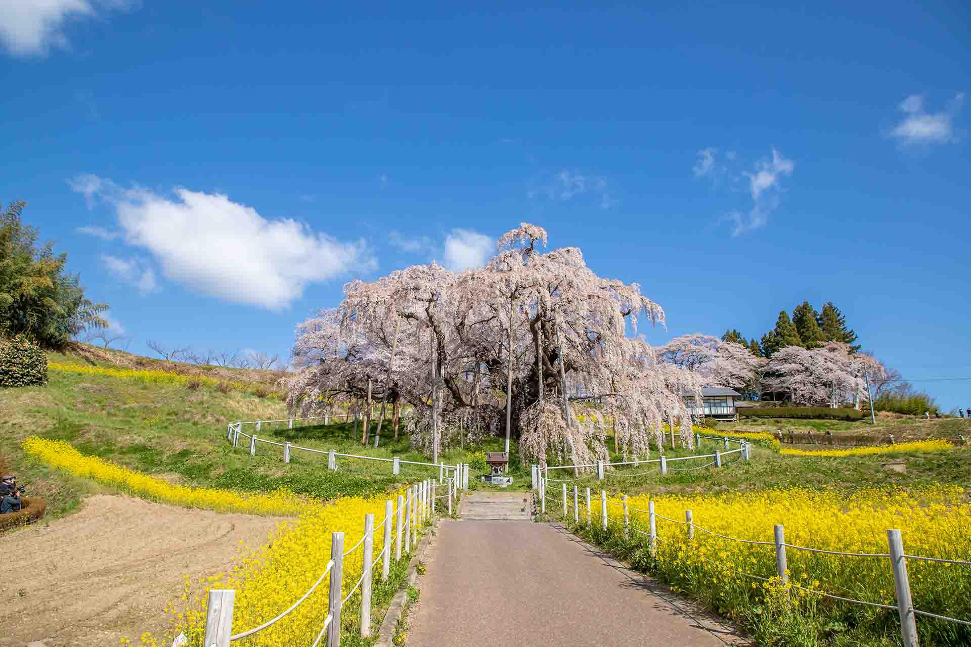 日本東北春季行程景點推薦,三春瀧櫻