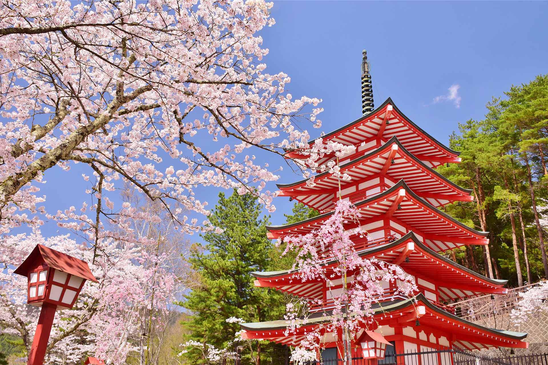 新倉山淺間公園賞櫻