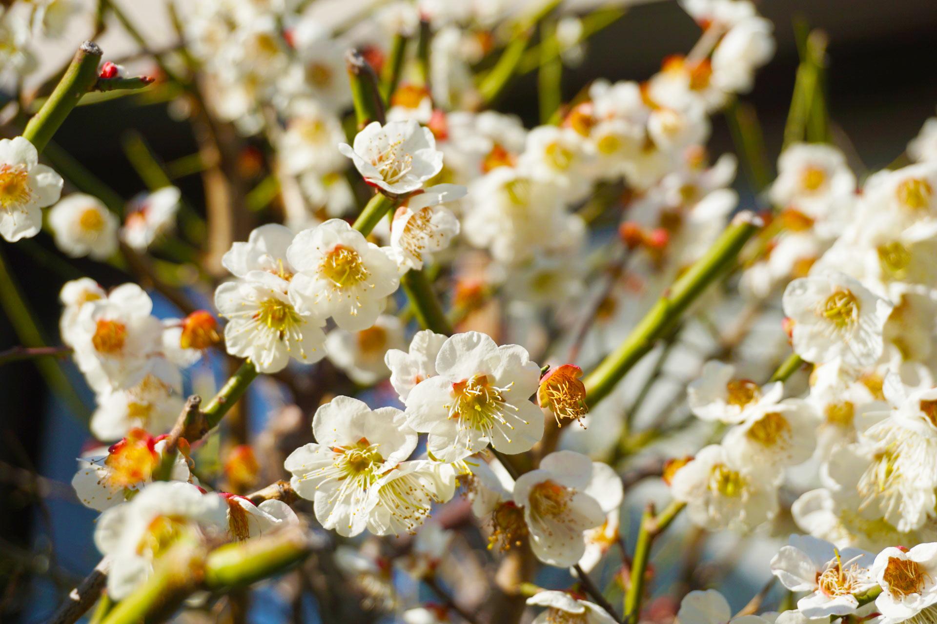 日本梅花示意圖