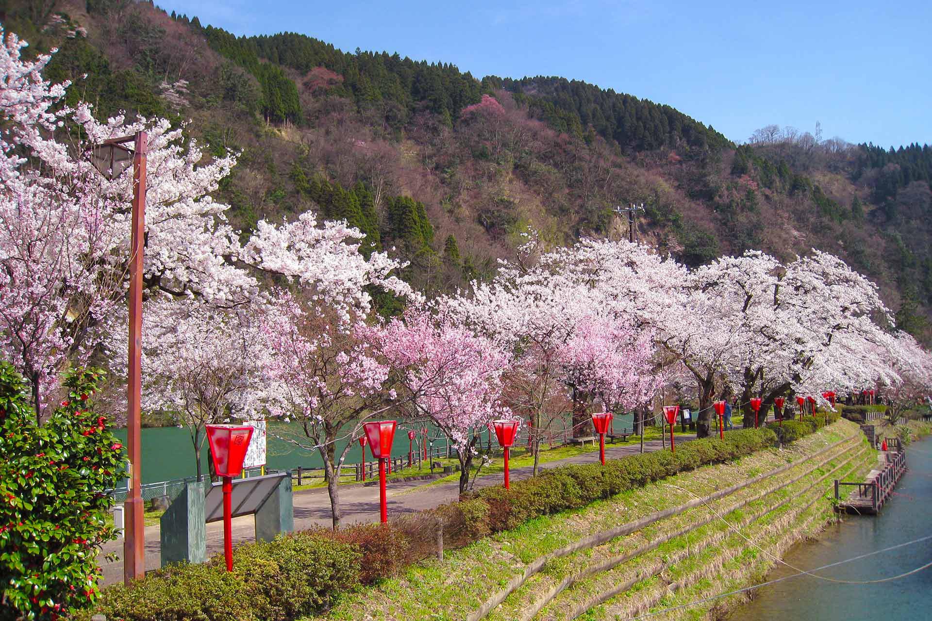 庄川峽遊船賞櫻