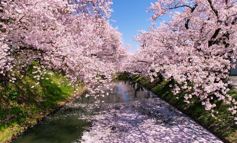 東北．青森櫻綻巡禮7日(春季賞櫻)