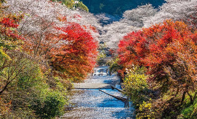 北陸．楓櫻奇蹟爭艷5日(秋季賞楓) - 【初見日本】秋澄香嵐溪．伊勢神宮聖境．國寶犬山城．炙燒一本鰻