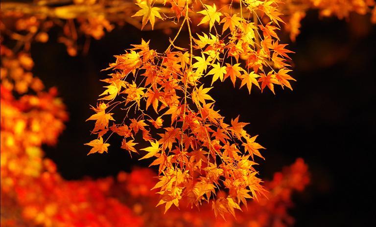 關西.京都楓彩燈夜5日(秋季賞楓) - 秋麗南禪寺.紅艷三千院.京阪雙城連泊