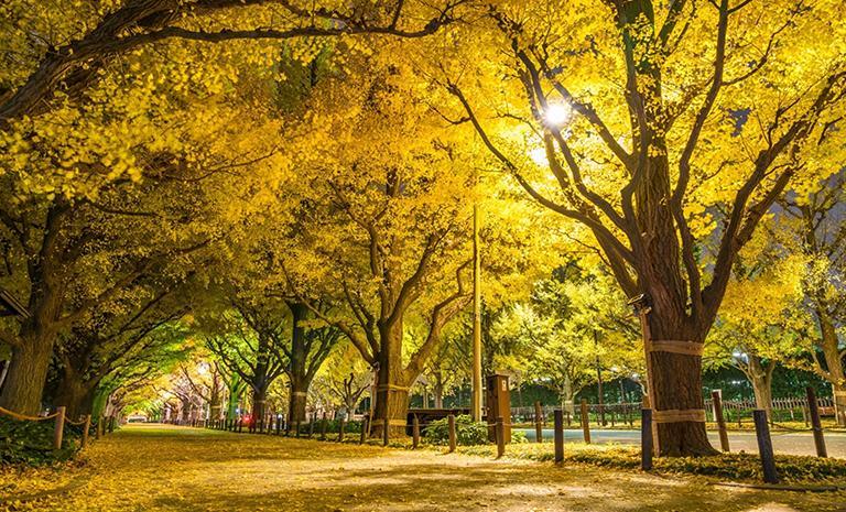 關東名古屋．金燦銀杏7日(雙點進出) - 【星曜日本】楓雅長谷寺．紅葉山庭園．抹茶巡禮．富士白絲瀑布