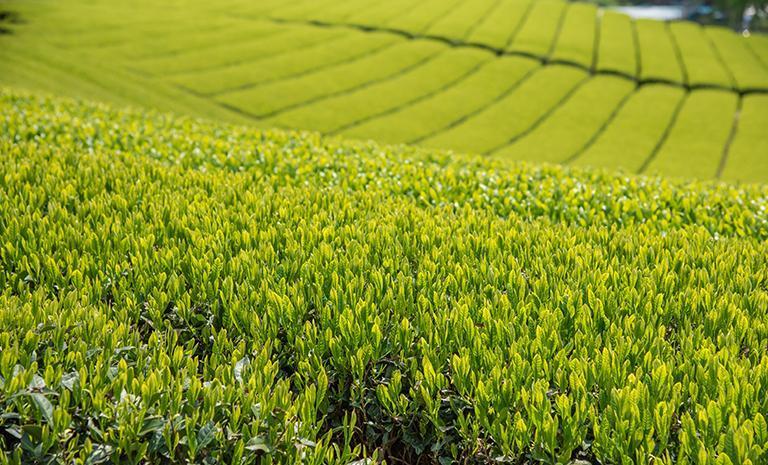 關東名古屋．翡翠抹茶7日(雙點進出) - 【星曜日本】箱根湖光巡航．西尾茶園．富士水畔倒影．名古屋星宿