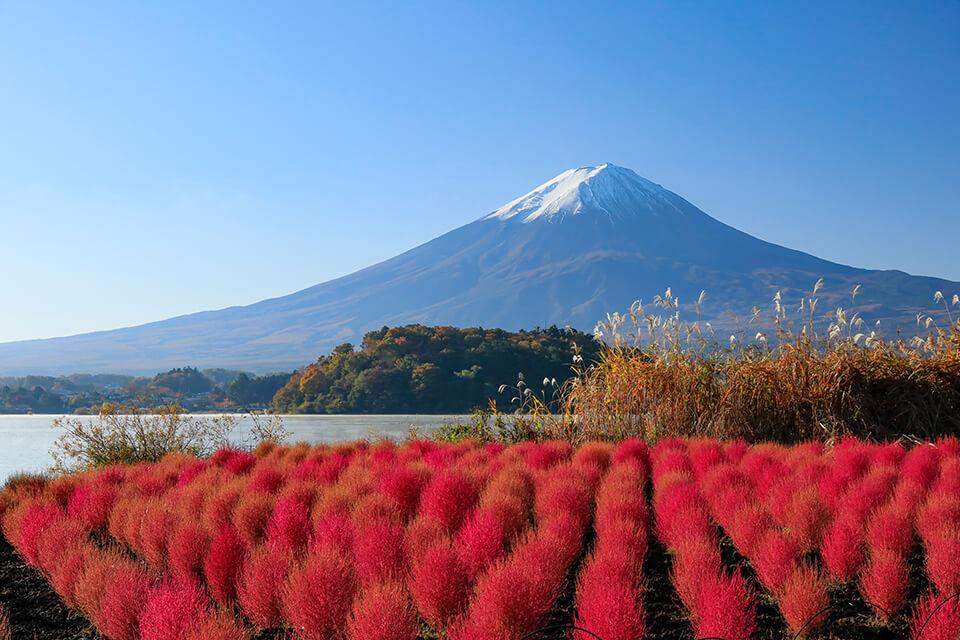 紅葉燦燦．楓華濃烈