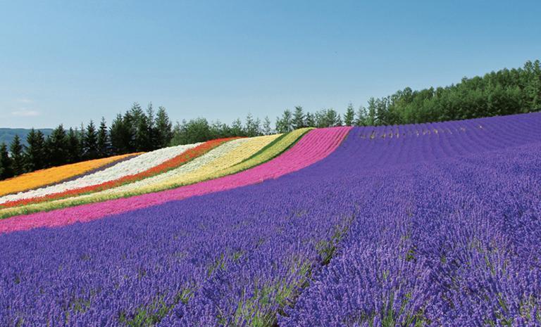 北海道．濃紫薰情5日(夏季) - 富良野薰衣草．美瑛青池．然別湖獨木舟．札幌星宿