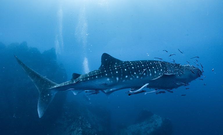 菲律賓．宿霧海洋奇緣5日(2人成行，出發日任選) - 出海尋海豚．與鯨鯊共游．薄荷島探險．巧克力山