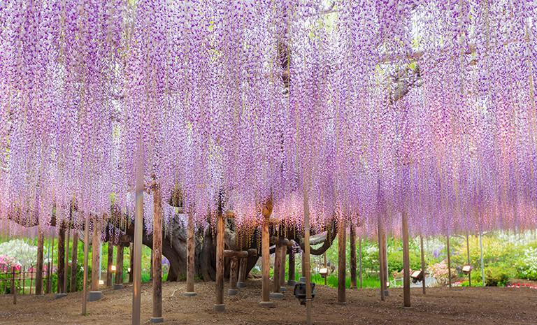 關東．紫藤粉蝶花漫舞7日(春季賞櫻) - 【星曜日本】2027橫濱園藝博覽會．箱根三井豪華飯店．富士輕井澤