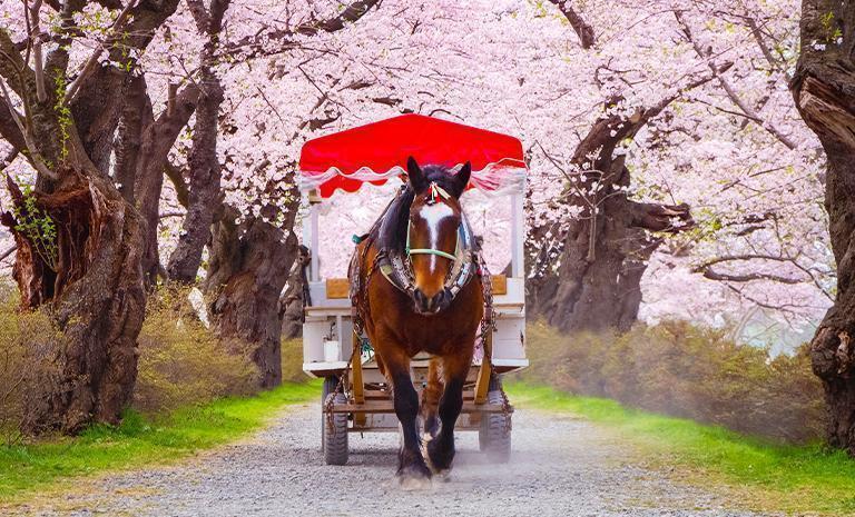 東北．十和田櫻漫天7日(春季賞櫻) - 【星曜日本】春艷弘前城．櫻幻北上展勝地．奧入瀨溪．星野溫泉宿