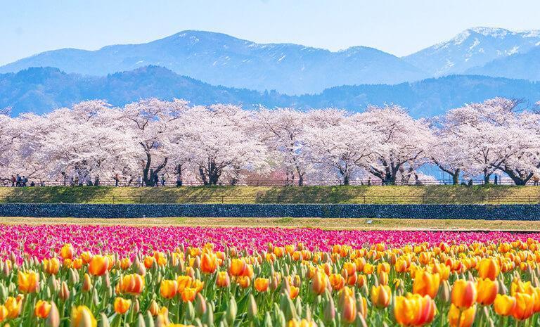 北陸．春織四重奏5日(春季賞櫻) - 【星曜日本】礪波鬱金香．花響兼六園．櫻詠那谷寺．加賀山代溫泉