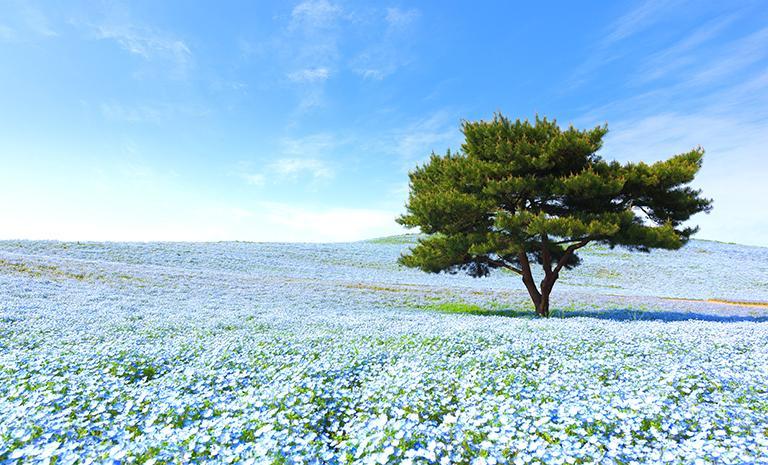 關東．粉蝶花藍琉璃5日(春季) - 足利紫藤醉戀．館林杜鵑艷火．5星東京尊宿