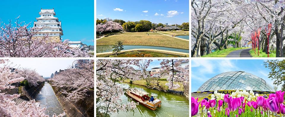 花舞爭妍．櫻詠韶春