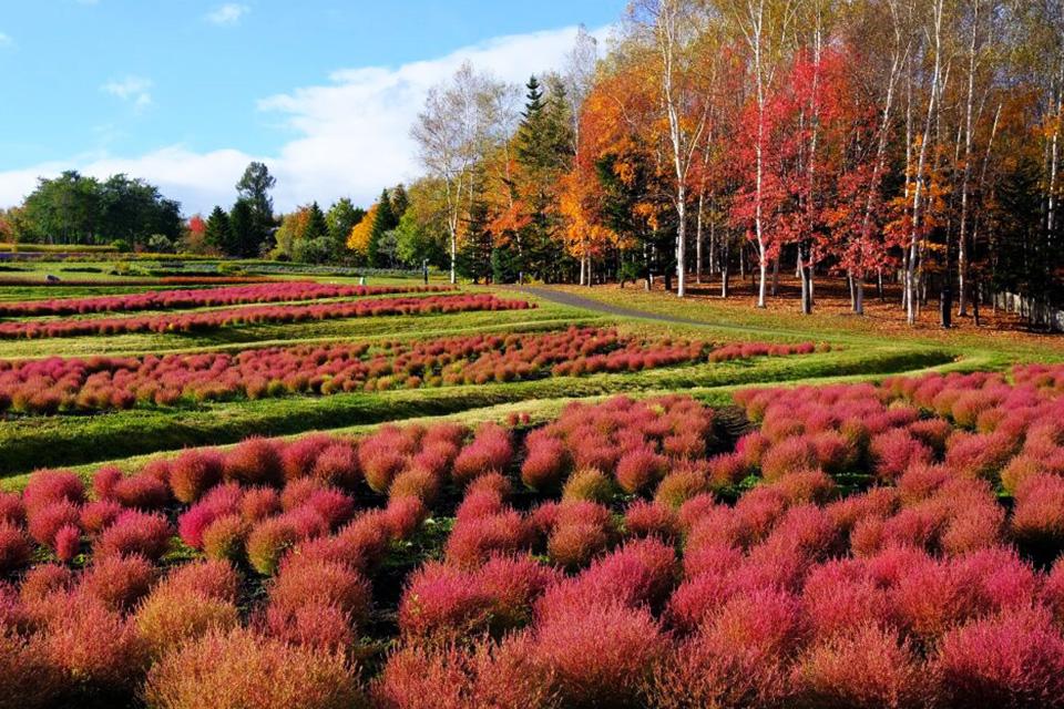 金秋大地．楓之絕響