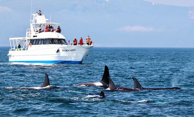北海道．鯨奇道東8日(夏季) - 知床尋鯨船．蒼翠層雲峽．波映阿寒湖．鶴雅仙泉宿