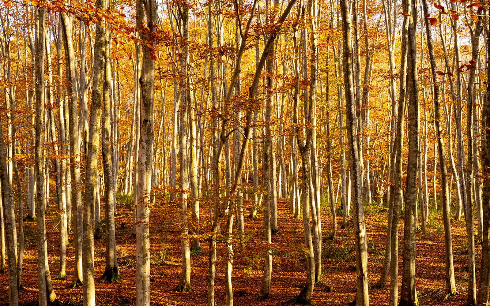 丹楓訴秋．漫天霞彩