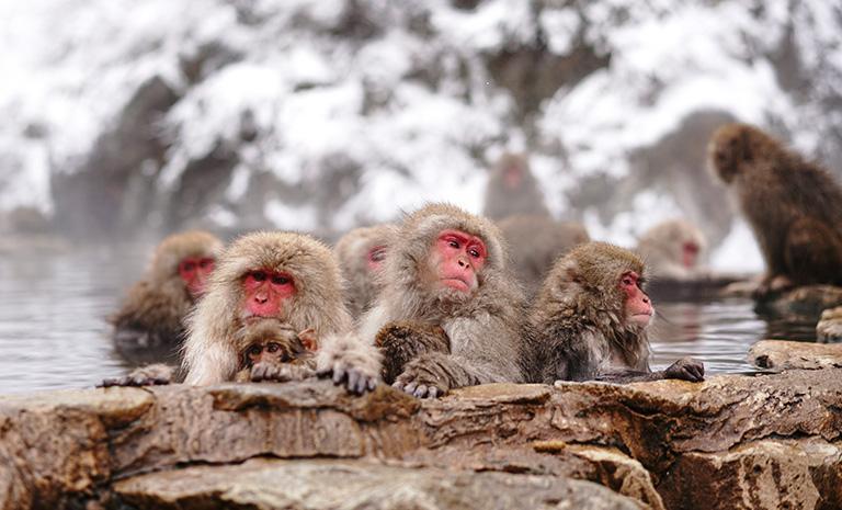 北海道東北．跨海漫旅7日(雙點進出) - 雪猿溫泉．浪漫小樽．函館繁華夜．風馳新幹線